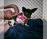 Small #2 Rat Terrier