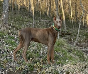 Father of the Doberman Pinscher puppies born on 11/13/2024