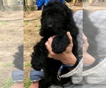 Small Photo #3 Double Doodle Puppy For Sale in MAGNOLIA, TX, USA