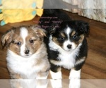 Small Photo #5 Aussie-Corgi Puppy For Sale in LIND, WA, USA
