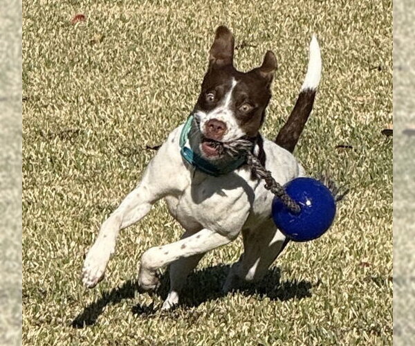 Medium Photo #7 Colonial Cocker Spaniel-Unknown Mix Puppy For Sale in HOUSTON, TX, USA