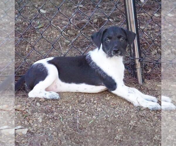 Medium Photo #7 Jack Russell Terrier-Unknown Mix Puppy For Sale in San Diego, CA, USA