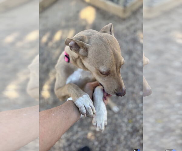 Medium Photo #4 Vizsla-Whippet Mix Puppy For Sale in Euless, TX, USA