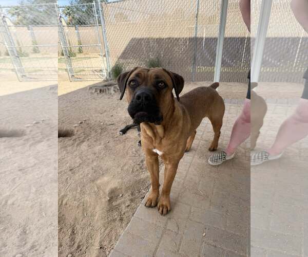Medium Photo #1 Mastiff Puppy For Sale in Goodyear, AZ, USA