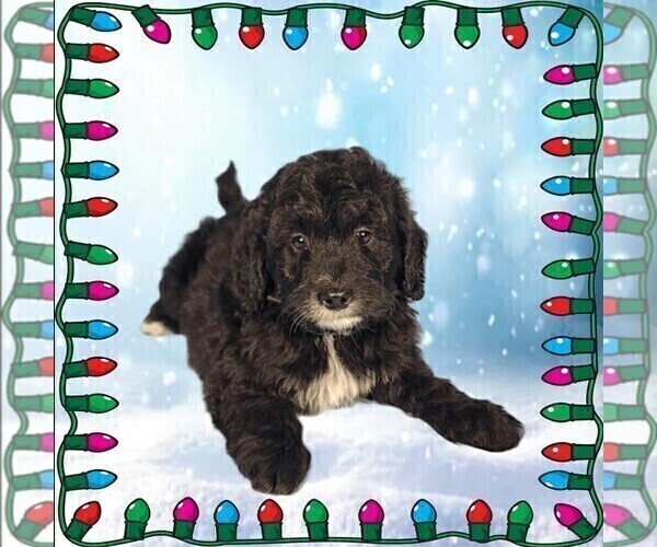 Medium Photo #12 Bernedoodle (Miniature) Puppy For Sale in PEYTON, CO, USA