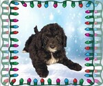 Small Photo #12 Bernedoodle (Miniature) Puppy For Sale in PEYTON, CO, USA