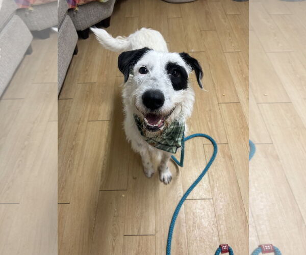 Medium Photo #2 Mutt Puppy For Sale in Rockaway, NJ, USA