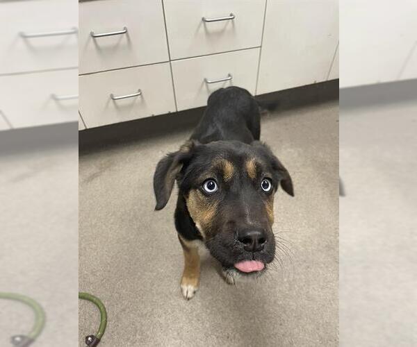 Medium Photo #1 Labrador Retriever-Unknown Mix Puppy For Sale in HESPERIA, CA, USA