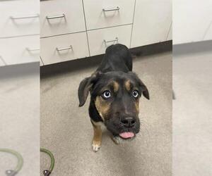 Labrador Retriever Mix Dog for Adoption in HESPERIA, California USA