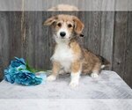 Puppy 1 Pembroke Welsh Corgi-Poodle (Miniature) Mix