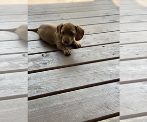Dachshund Puppy for sale in GOSHEN, IN, USA