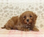 Small Photo #2 Cavapoo Puppy For Sale in DENVER, PA, USA