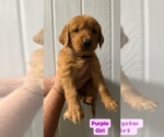 Small Photo #8 Golden Retriever Puppy For Sale in ALEXANDRIA, LA, USA