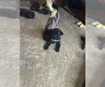 Small Photo #43 Frenchie Pug Puppy For Sale in BLOOMINGTON, IL, USA