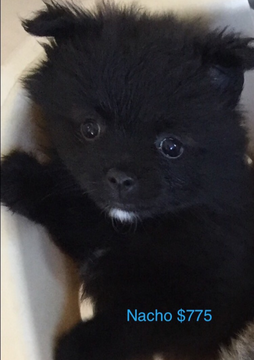 Medium Photo #1 Pomeranian Puppy For Sale in RICHMOND, IN, USA
