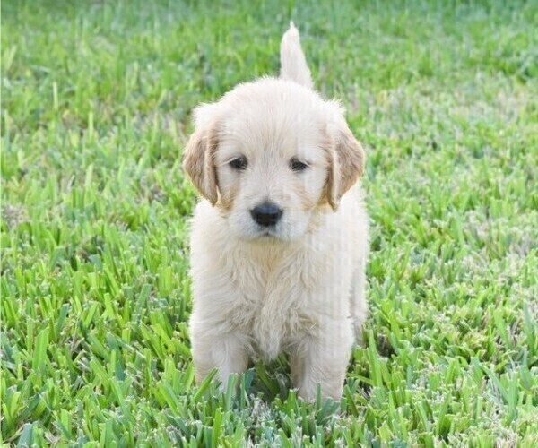 Medium Photo #12 Golden Retriever Puppy For Sale in RICHMOND, TX, USA