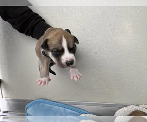 Mutt Dogs for adoption in Corona, CA, USA
