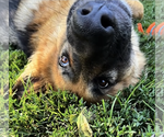 Small #2 German Shepherd Dog