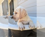 Small Photo #10 Labrador Retriever Puppy For Sale in COARSEGOLD, CA, USA