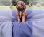 Small Photo #6 Goldendoodle-Poodle (Miniature) Mix Puppy For Sale in RANDOLPH, WI, USA