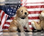 Small Photo #14 Goldendoodle Puppy For Sale in WACO, TX, USA