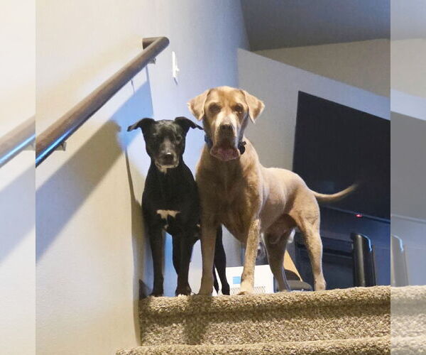 Medium Photo #2 Labrador Retriever-Unknown Mix Puppy For Sale in Fargo, ND, USA