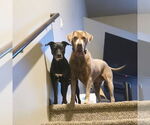 Small #1 Labrador Retriever Mix