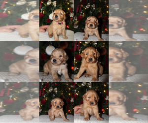 Golden Retriever Puppy for Sale in VALLEJO, California USA