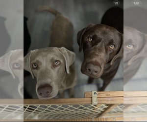 Labrador Retriever Puppy for sale in BANNING, CA, USA