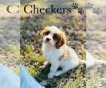 Small Photo #2 Cavapoo Puppy For Sale in MURFREESBORO, TN, USA