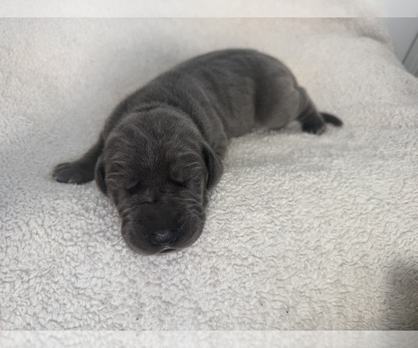 Medium Photo #6 Great Dane Puppy For Sale in OLATHE, CO, USA