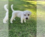 Small Photo #7 Labrador Retriever Puppy For Sale in AZUSA, CA, USA