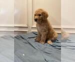 Small Photo #5 Bernedoodle Puppy For Sale in KATY, TX, USA
