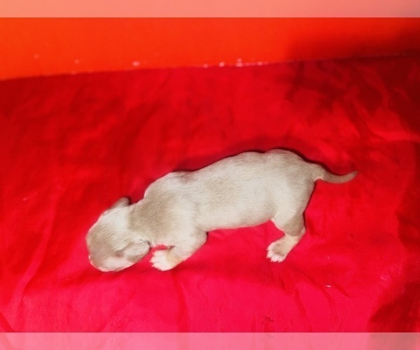 Medium Photo #14 American Bully Puppy For Sale in TRENTON, NJ, USA