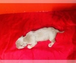 Small Photo #14 American Bully Puppy For Sale in TRENTON, NJ, USA