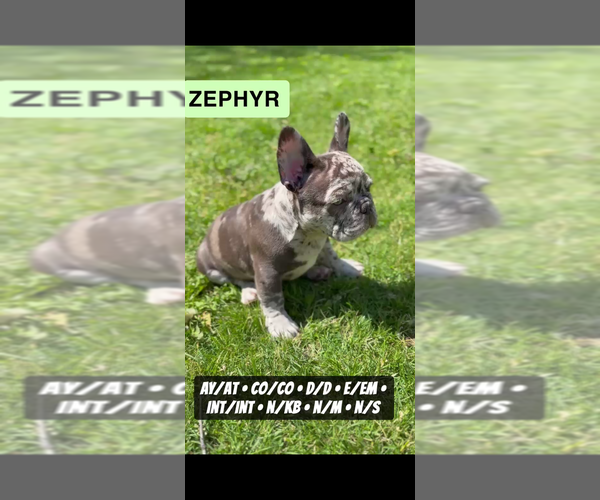 Medium Photo #11 French Bulldog Puppy For Sale in MUNSTER, IN, USA