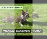 Small #10 French Bulldog