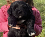 Puppy Jack Golden Mountain Dog