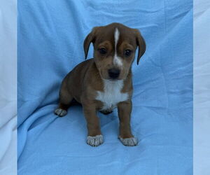 Miniature Pinscher-Unknown Mix Dogs for adoption in Mundelein, IL, USA