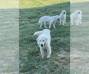Father of the Great Pyrenees puppies born on 05/12/2025