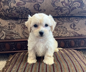 Cavachon Puppy for sale in PEEBLES, OH, USA