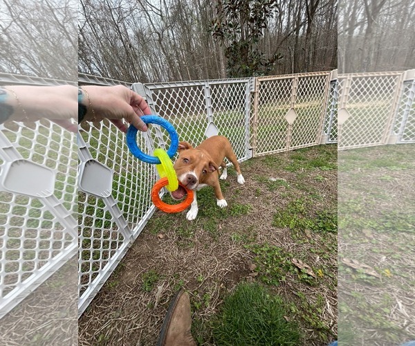 Medium Photo #3 American Staffordshire Terrier-Unknown Mix Puppy For Sale in Holly Springs, NC, USA