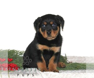 Rottweiler Puppy for sale in RISING SUN, MD, USA