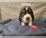 Puppy Jenny Basset Hound