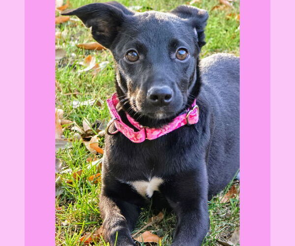Medium Photo #22 Mutt Puppy For Sale in Fargo, ND, USA