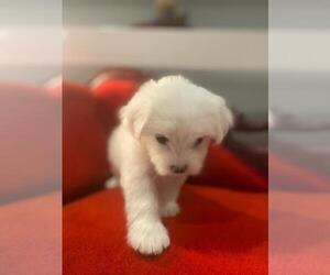 Maltese Puppy for sale in DORAL, FL, USA