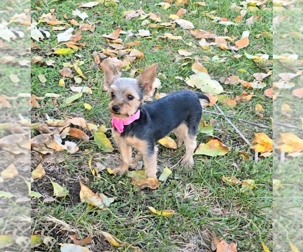 Medium Photo #1 Yorkshire Terrier Puppy For Sale in BARNETT, MO, USA