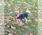 Small Photo #1 Yorkshire Terrier Puppy For Sale in BARNETT, MO, USA