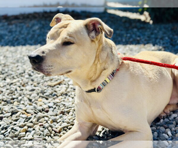 Medium Photo #3 Labrador Retriever-Unknown Mix Puppy For Sale in Jackson , NJ, USA