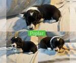 Small #11 Border Collie